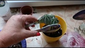 КАКТУС ПОЛАСКИЯ ЧИЧИПЕ. ПЕРЕСАДКА ПОСЛЕ ПОКУПКИ И УХОД