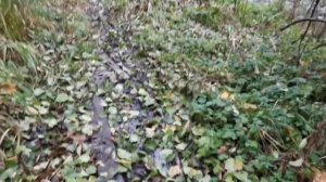 21.10.2023г. Санатории Воробьёво Малоярославецкий р-н.