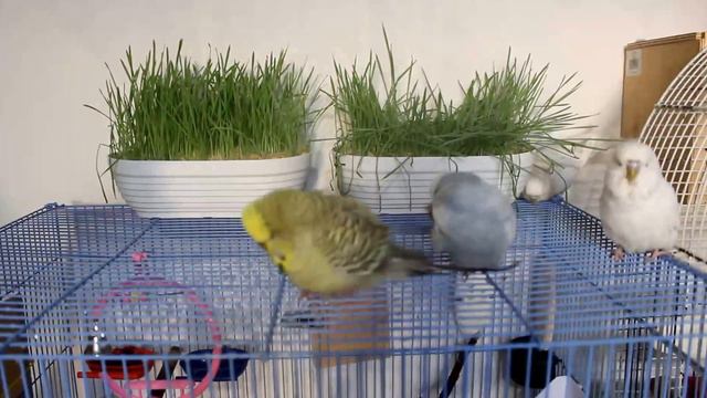 Exibition budgerigars have a spray bath/Волнистые попугаи купаются смотреть онлайн
