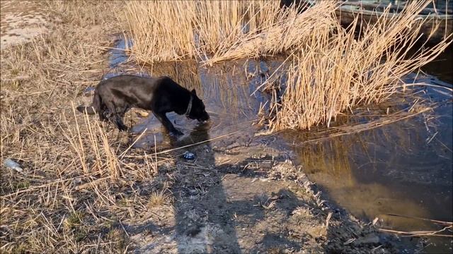 Все, Подружки нет... Полдня безделья. Готовлю рыбные котлеты, смотреть онлайн