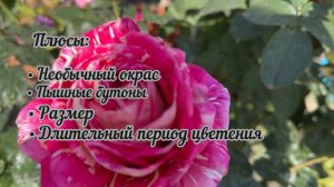 РОЗА ПЕСТРАЯ ФАНТАЗИЯ 🌹 Pestraja Fantazija💫 ГРУППА ЧАЙНО - ГИБРИДНЫЕ |ПЛЮСЫ И МИНУСЫ СОРТА 🌱