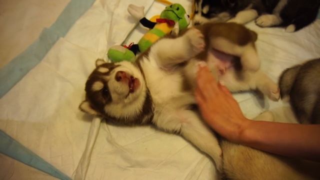 ВЗЯЛИ ЩЕНКА ХАСКИ!? Щенки хаски только открыли глазки VLOG PashaNastya смотреть онлайн