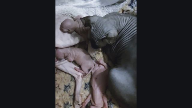 Котята Канадики смотреть онлайн
