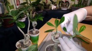 АДЕНИУМЫ опять в доме. Освещение адениумов. Формирую красивые стволы - каудексы.