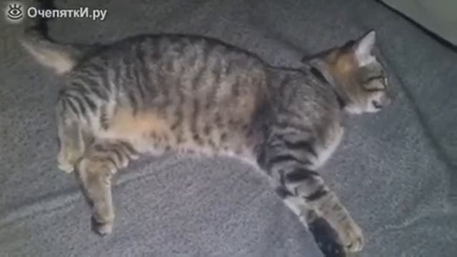 Коту снится сон ужас что то смотреть онлайн