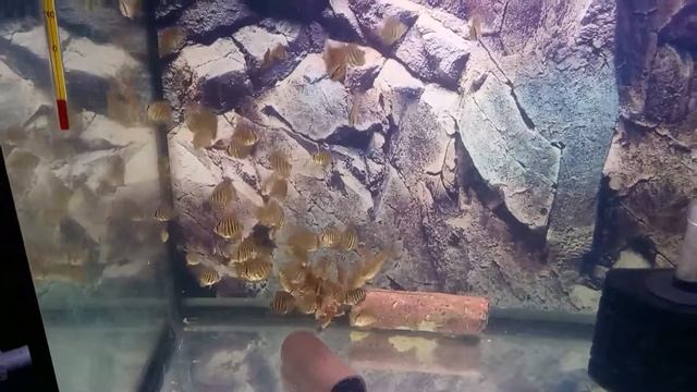 Кормление малька дискуса смотреть онлайн