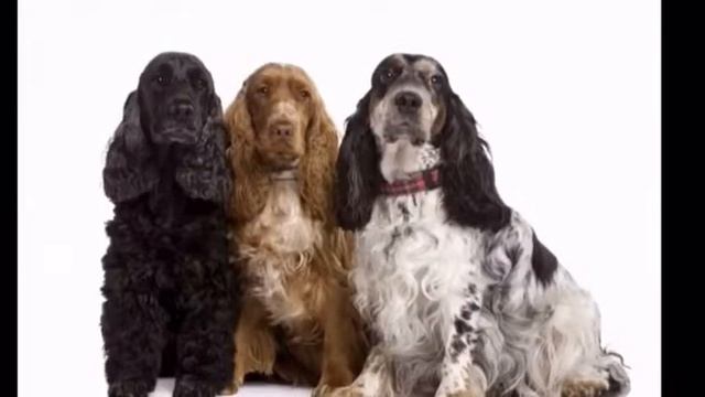 Английский кокер спаниель!/ Самая умная собака в мире !