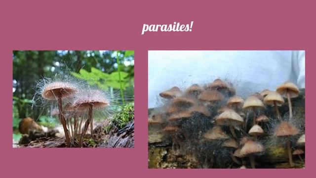 Fungus: Mycena haematopus - Samantha Chang смотреть онлайн