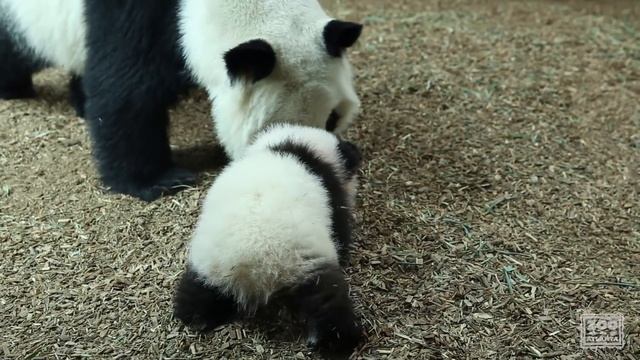 Panda Cubs First Day on Exhibit at Zoo Atlanta смотреть онлайн