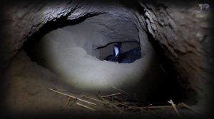 Как кролики живут в яме и роют себе норы / rabbits in burrows