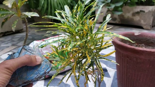 Croton Gold Dust Big and Small Leaves Plants Repotting Plus Growth Tips at Asim Garden смотреть онлайн