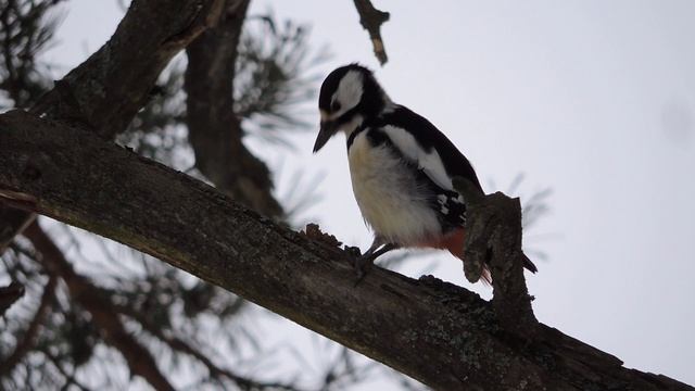 большой пестрый дятел 2022 смотреть онлайн