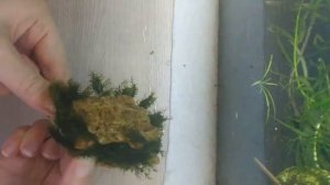 Аквариумный мох. Закрепляем мох на камнях