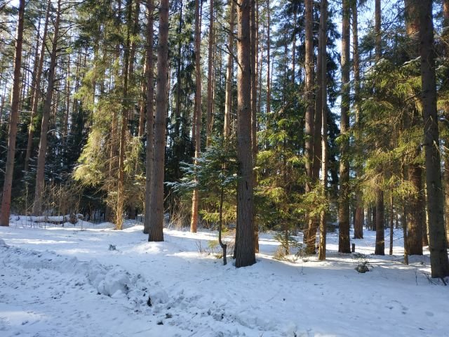 Прогулка в лесу. Вдохновение. Релакс смотреть онлайн