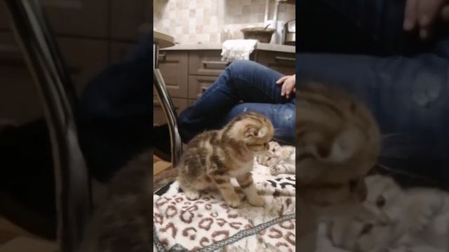 Милые котики Шотландская вислоухая смотреть онлайн