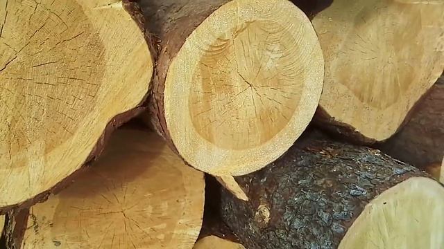 ▶ Заготовили 1000 м3 ЗИМНЕГО леса для вас! ✅ Мой Дом ВН 2018 (Договоритесь на встречу!) смотреть онлайн