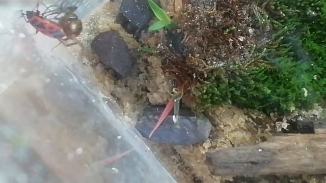 Паук стеатода ест клопа солдатика смотреть онлайн