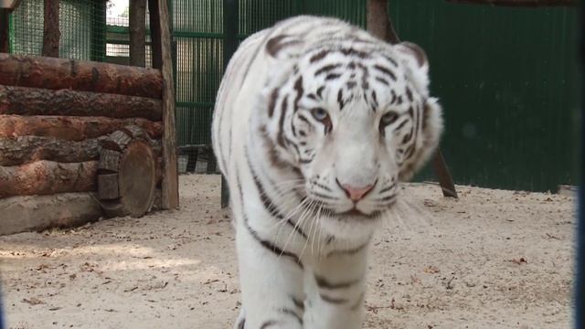 Бенгальские тигры Фельдман Экопарк смотреть онлайн