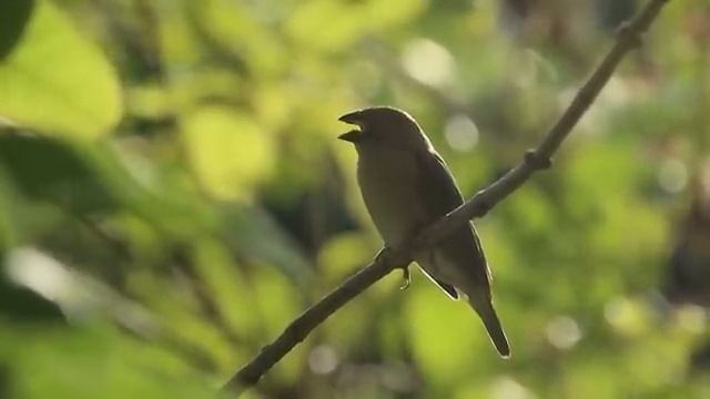 Birds Singing Without Music - Bird Sounds Relaxation, Soothing Nature Sounds, Birds Chirping смотреть онлайн