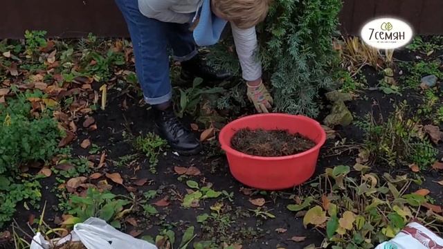 ИТОГИ КОНКУРСА! ОБЪЯВЛЯЕМ ПОБЕДИТЕЛЕЙ!!! УКРЫВАЕМ МОЛОДУЮ ТУЮ НА ЗИМУ / 7 семян смотреть онлайн