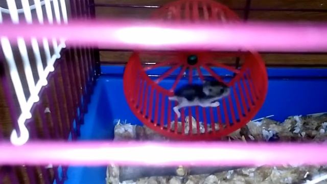 ХОМЯК до мозга костей / first steps hamster смотреть онлайн