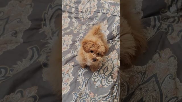 Фарида разрешила мужу спать на кровати а не в лежанке смотреть онлайн