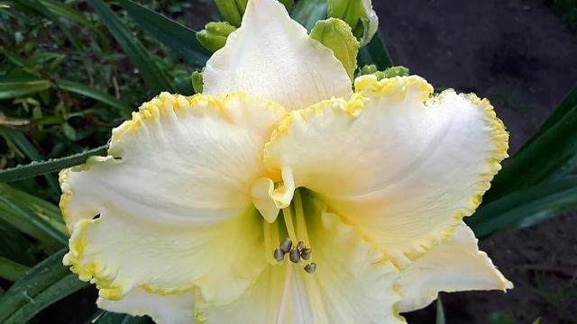 Лилейник сорт BELLE SNOW BUNNY смотреть онлайн