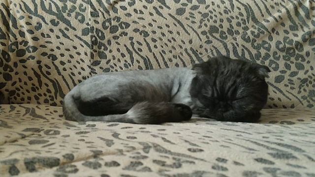 ЧЕШЕТСЯ КИСКА? Что делать, четкая инструкция. смотреть онлайн