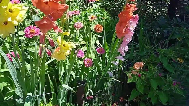Зацвели гладиолусы, высота, которых удивляет! смотреть онлайн