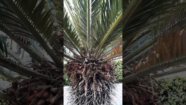 BUNKY BUNKY 01 TREE SUBSCRIBE FOR MY CHANEL смотреть онлайн