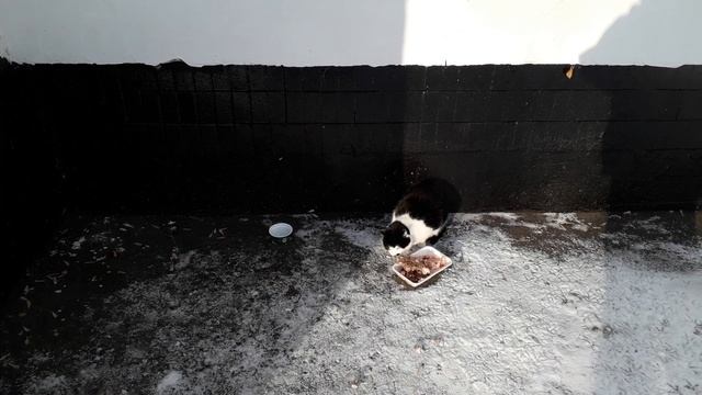 Коты морозы пережили! смотреть онлайн