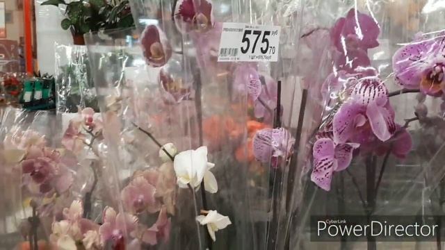 Орхидеи/Мини-фаленопсисы привезли в Ашан/16.12.19. смотреть онлайн