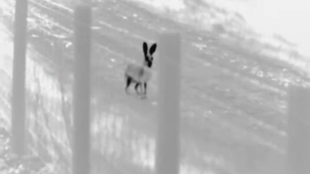 Hare Today...gone tomorrow - Pulsar Quantum XD38S thermal imaging смотреть онлайн