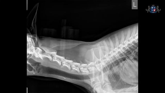 Урок 4. Укладка животного при рентгенографии позвоночного столба. Шейный отдел