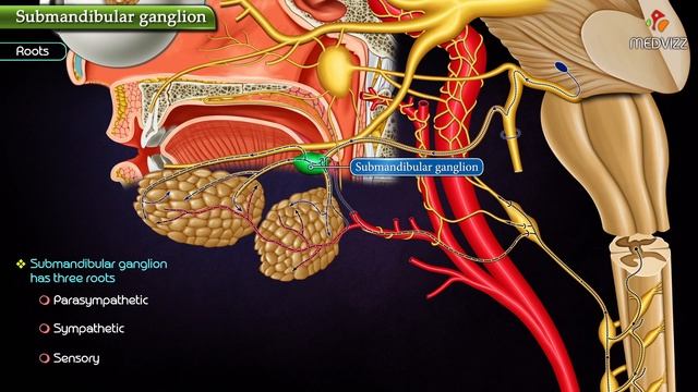 The submandibular ganglion - Animated Gross anatomy of head and neck смотреть онлайн