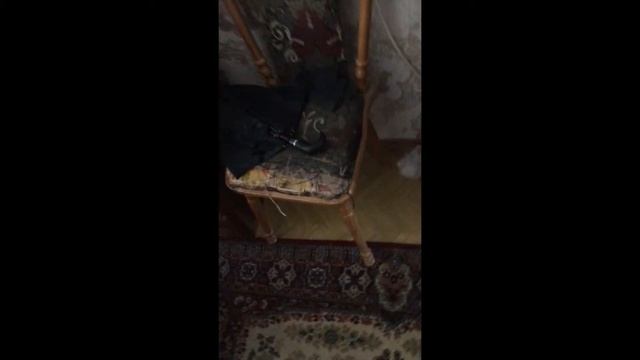 Как научить ходить кота на двух лапах от эксперта смотреть онлайн