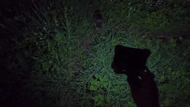 ночью на рыбалки пришёл гость смотреть онлайн
