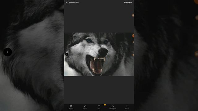 как выглядит реальный волк смотреть онлайн