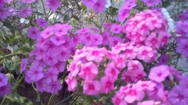How to care and get maximum blooms from Phlox plant/Spring Summer flowers смотреть онлайн