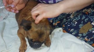 Как принимать роды у собаки .