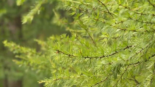 Что и как: генетический код смотреть онлайн