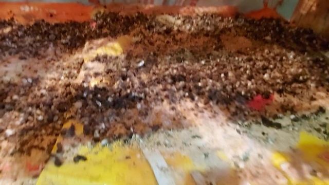 Бройлеры. Содержание бройлеров Арбор Айкрес или Кобб 500? Арбор Айкрес в девять дней 350 гр. смотреть онлайн