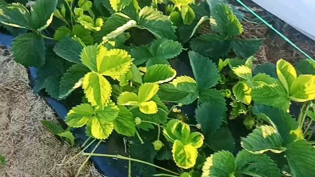 ??Обзор клубники Чамора Туруси ?? ✅, японский сорт с огромными ягодами?? смотреть онлайн