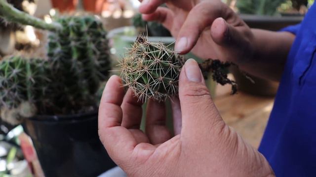 Mostrando La Hermosuras Con Que Empecé En El Mundo De La Jardinería смотреть онлайн