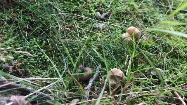 BOLETUS RETICULATUS, (Boletus Aestivalis) 06/08/2019 смотреть онлайн