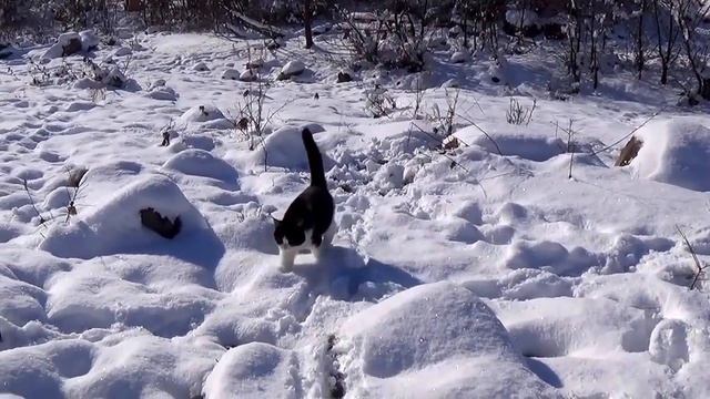 2017_01_31_СТОРОЖЕВОЙ КОТ,ПРОСТО КОТ_ПЛАСТУНКА_СОЧИ.mp4 смотреть онлайн