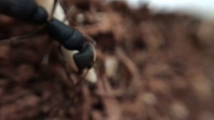 Пожарники стали агрессивными. Или охота муравьев вида Pachycondyla rufipes