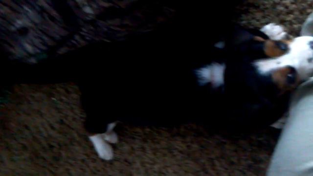 Bailey the Basset 9 wks смотреть онлайн