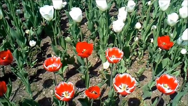 Красные тюльпаны смотреть онлайн