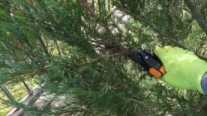 Формирующая обрезка скального можжевельника Скайрокет